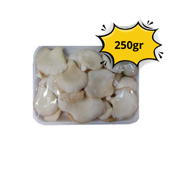 Orellana oyster mushroom