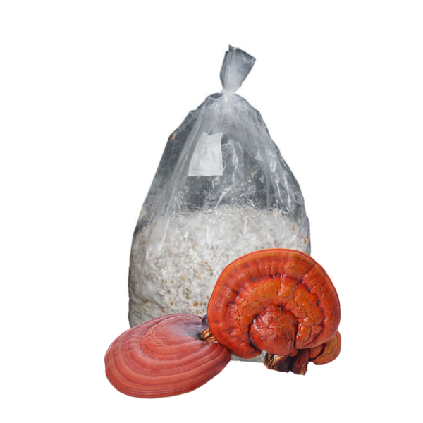 micelio Ganoderma Lucidum